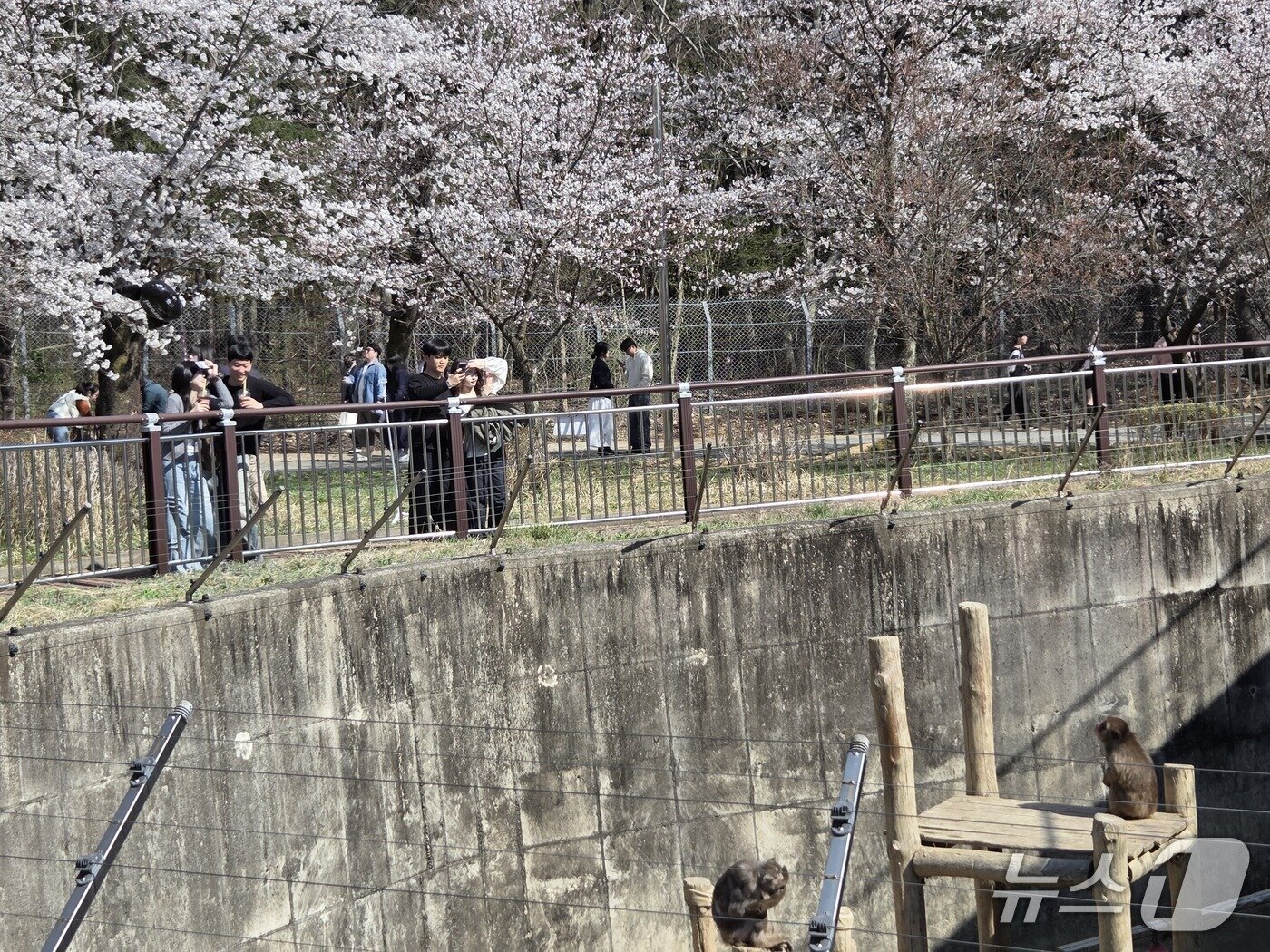 본문 이미지 - 2일 오후 2시께 전주동물원을 찾은 나들이객들이 일본원숭이를 보고 있다.2026.4.2/뉴스1 문채연 기자