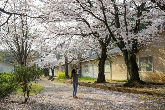 강원 동해안 '봄꽃 맛집'은 여기…"진해·여의도 뺨치네"