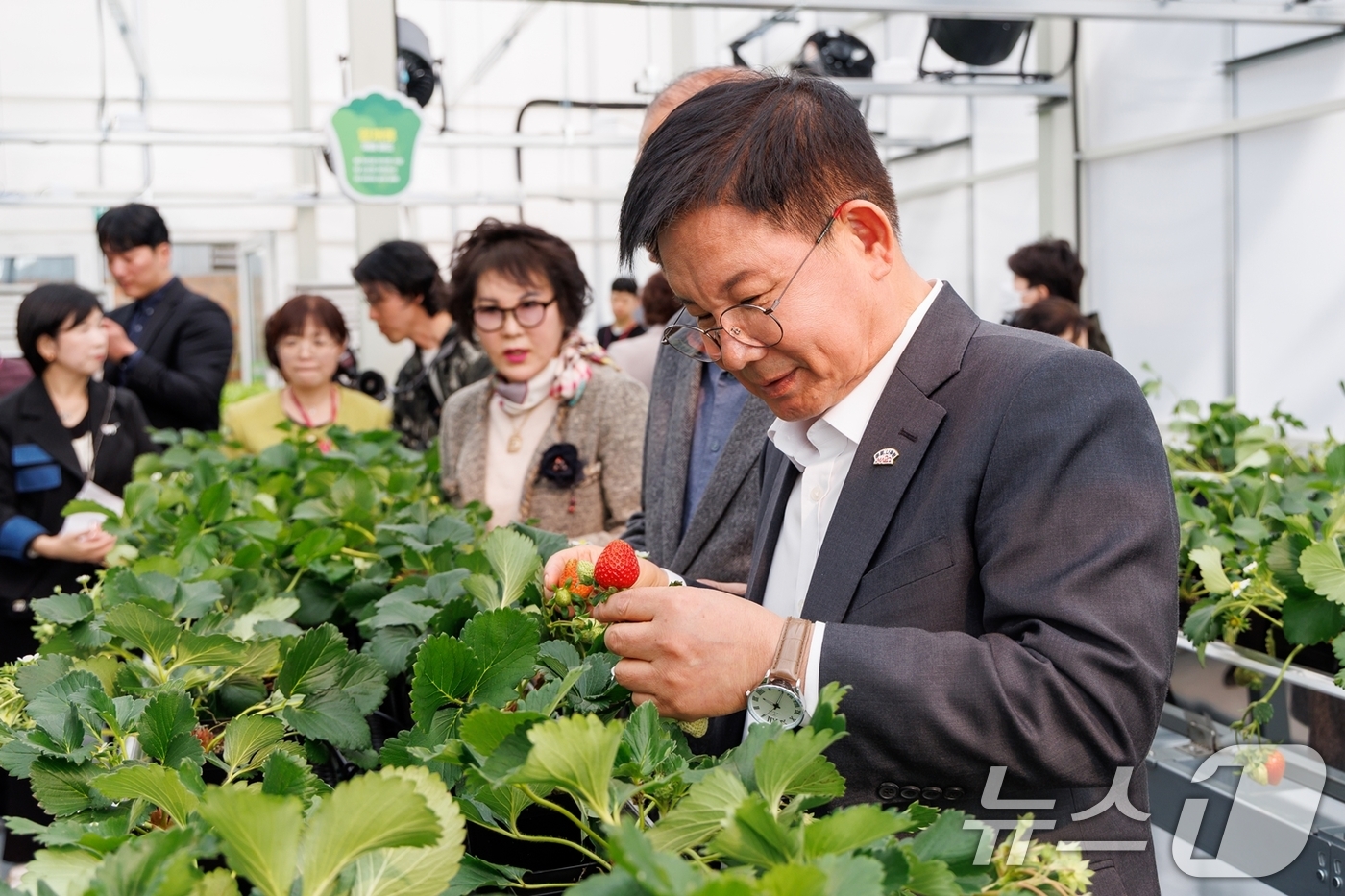 (서울=뉴스1) = 박강수 서울 마포구청장이 2일 오후 망원1-2공영주차장에 마련된 ‘마포 스마트팜 체험관’을 찾아 딸기를 살펴보고 있다. (마포구 제공. 재판매 및 DB 금지) …