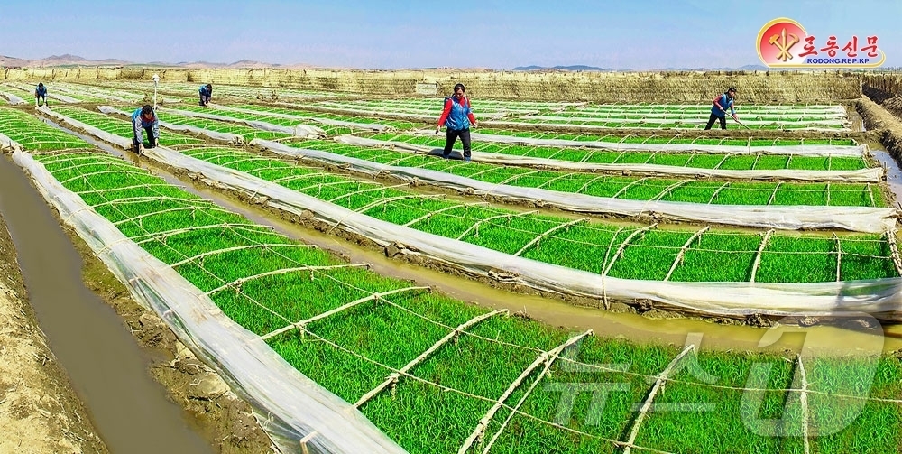 (평양 노동신문=뉴스1) = 북한 노동당 기관지 노동신문은 20일 "당면한 영농작업을 책임적으로 해나가고 있다"며 안악군 엄곳농장을 조명했다.[국내에서만 사용가능. 재배포 금지. …