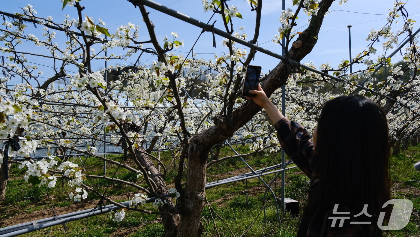 본문 이미지 - 충북 영동군 영동읍 심원리 한 농원에 활짝 흰색의 배꽃이 보는 이들의 감탄을 절로 나게 하고 있다. (영동군 제공. 재판매 및 DB금지) 