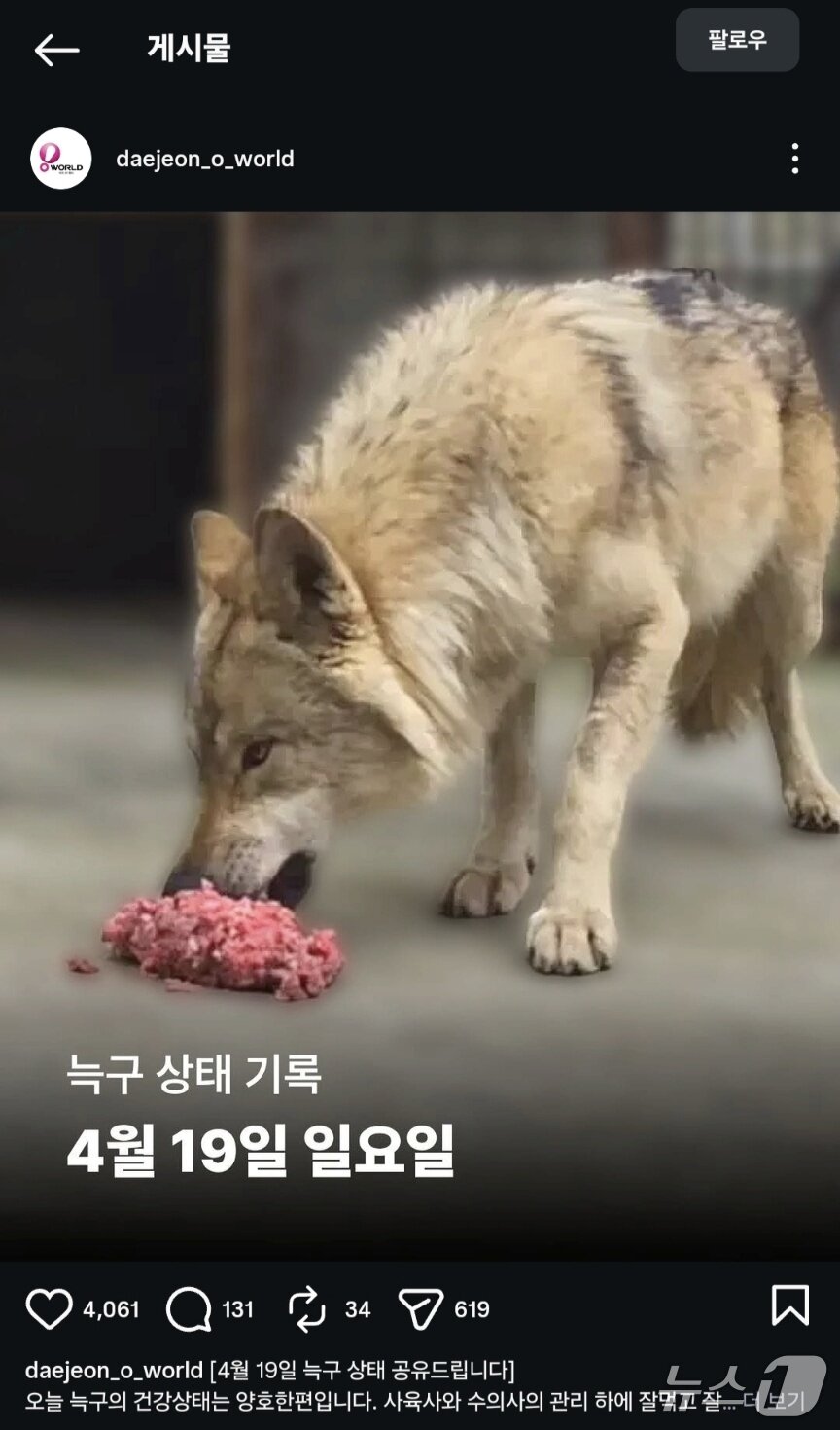 본문 이미지 - 먹이를 먹고 있는 늑구(오월드 인스타그램 갈무리. 재판매 및 DB금지) /뉴스1