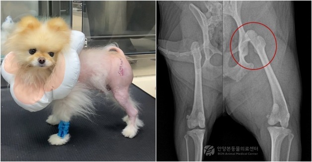 "비명 지른 뒤 뒷다리 못 디뎌"…강아지 고관절 탈구, 수술로 회복