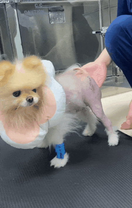 본문 이미지 - 고관절탈구로 대퇴골두절제술을 받은 반려견의 수술 3일 차 모습. 뒷다리를 디뎠지만 보행은 불안정했다(본동물의료센터 제공). ⓒ 뉴스1