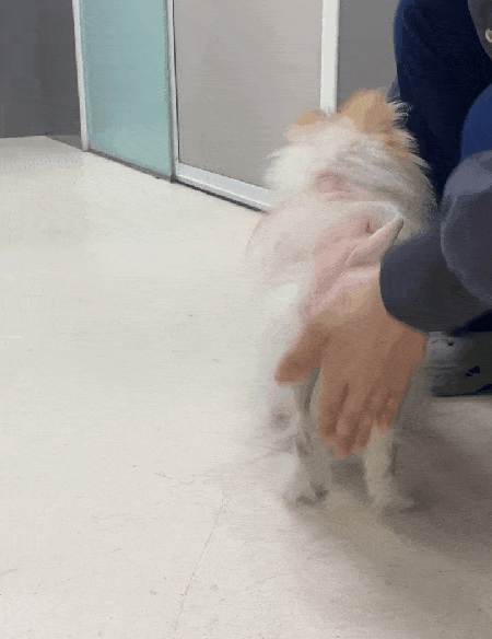 본문 이미지 - 수술 약 한 달 뒤부터 보행이 가능한 모습(본동물의료센터 제공) ⓒ 뉴스1