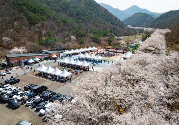 금산 보곡산골 산벚꽃 축제에 3만5000여명 방문