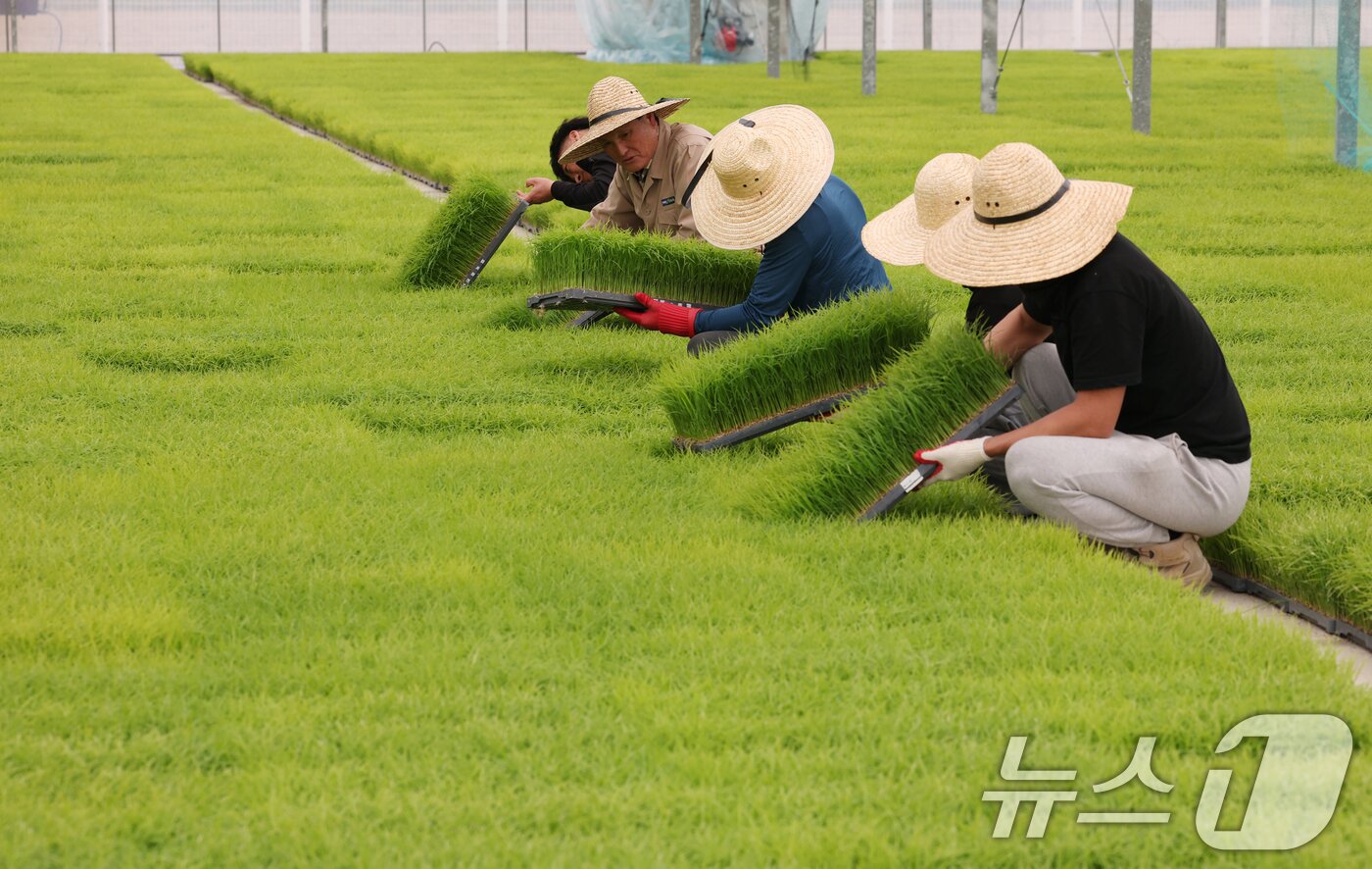 본문 이미지 - 절기상 곡우(穀雨)인 20일 경기 이천시 대월면 대월농협공동육묘장에서 관계자들이 볏모가 자라나고 있는 모판을 살펴보고 있다. 2026.4.20 ⓒ 뉴스1 김영운 기자