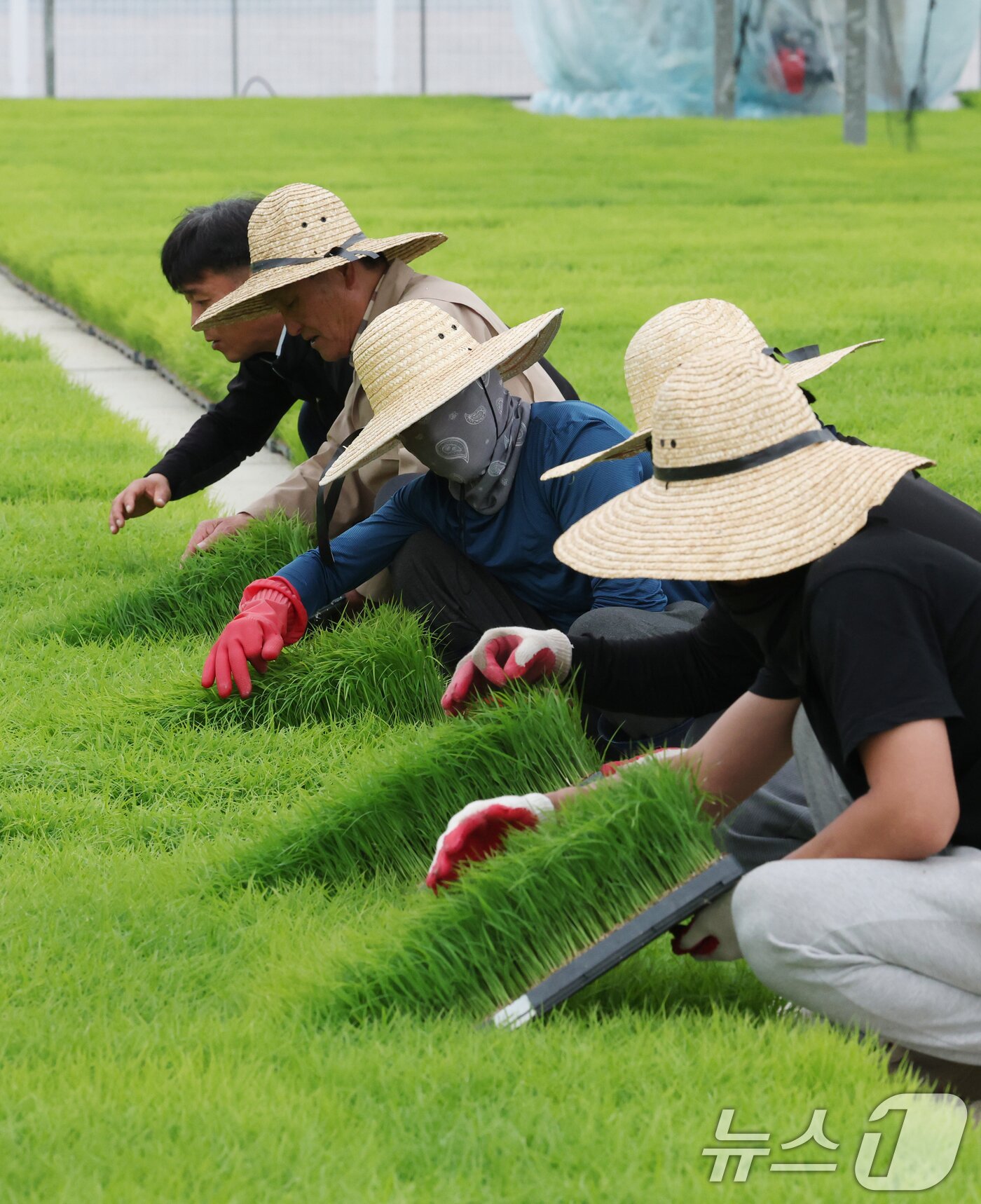 본문 이미지 - 절기상 곡우(穀雨)인 20일 경기 이천시 대월면 대월농협공동육묘장에서 관계자들이 볏모가 자라나고 있는 모판을 살펴보고 있다. 2026.4.20 ⓒ 뉴스1 김영운 기자