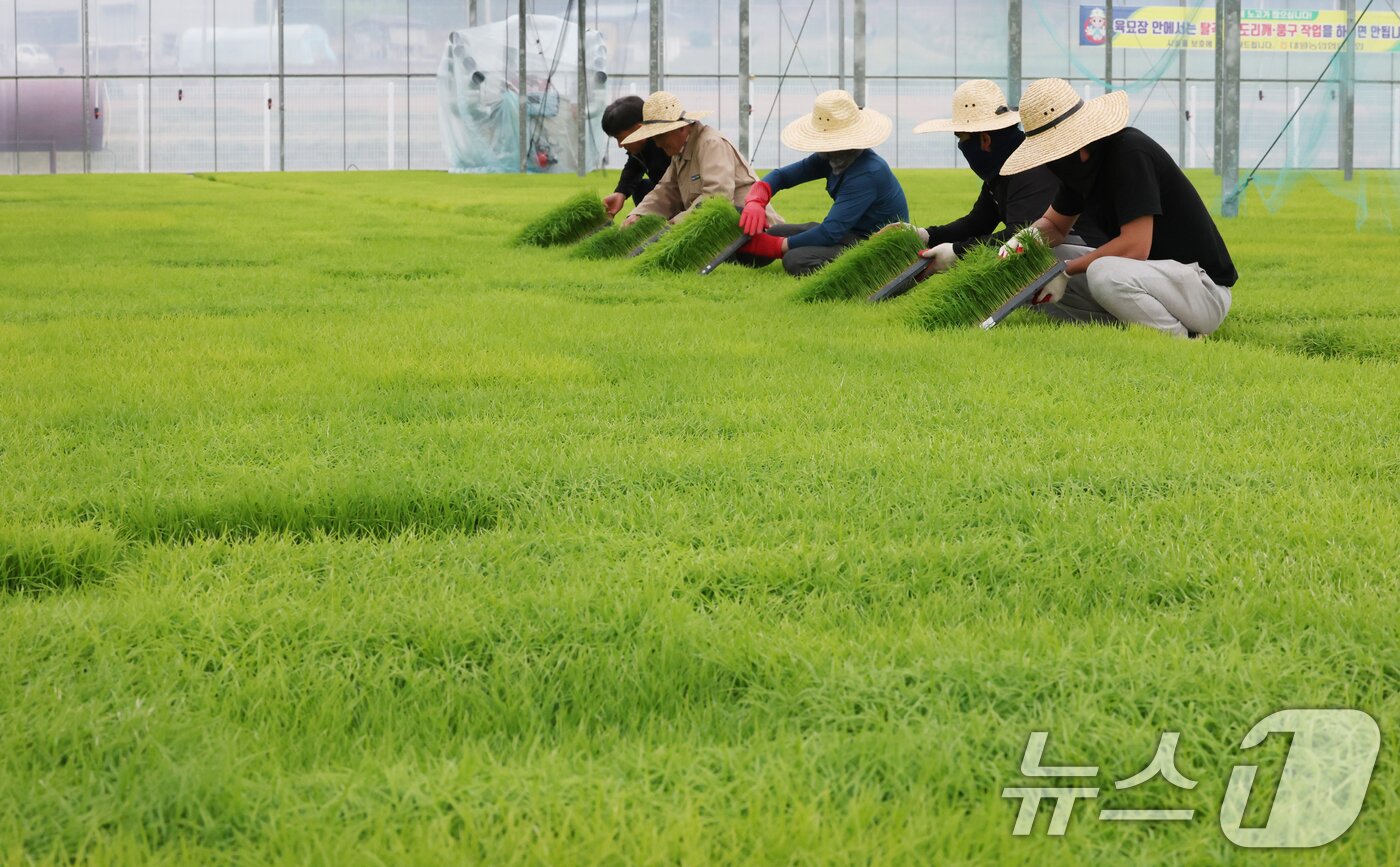 본문 이미지 - 절기상 곡우(穀雨)인 20일 경기 이천시 대월면 대월농협공동육묘장에서 관계자들이 볏모가 자라나고 있는 모판을 살펴보고 있다. 2026.4.20 ⓒ 뉴스1 김영운 기자