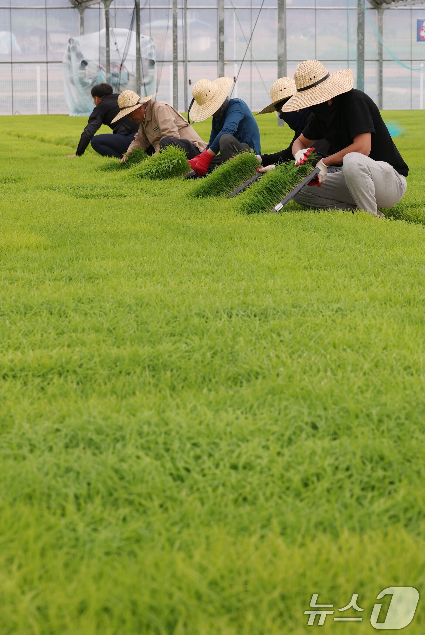 본문 이미지 - 절기상 곡우(穀雨)인 20일 경기 이천시 대월면 대월농협공동육묘장에서 관계자들이 볏모가 자라나고 있는 모판을 살펴보고 있다. 2026.4.20 ⓒ 뉴스1 김영운 기자