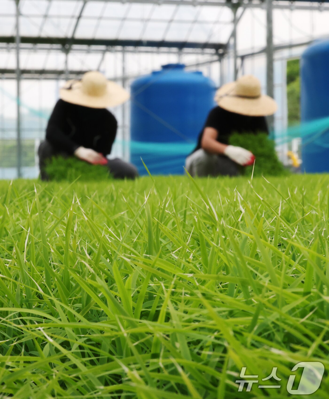 본문 이미지 - 절기상 곡우(穀雨)인 20일 경기 이천시 대월면 대월농협공동육묘장에서 관계자들이 볏모가 자라나고 있는 모판을 살펴보고 있다. 2026.4.20 ⓒ 뉴스1 김영운 기자