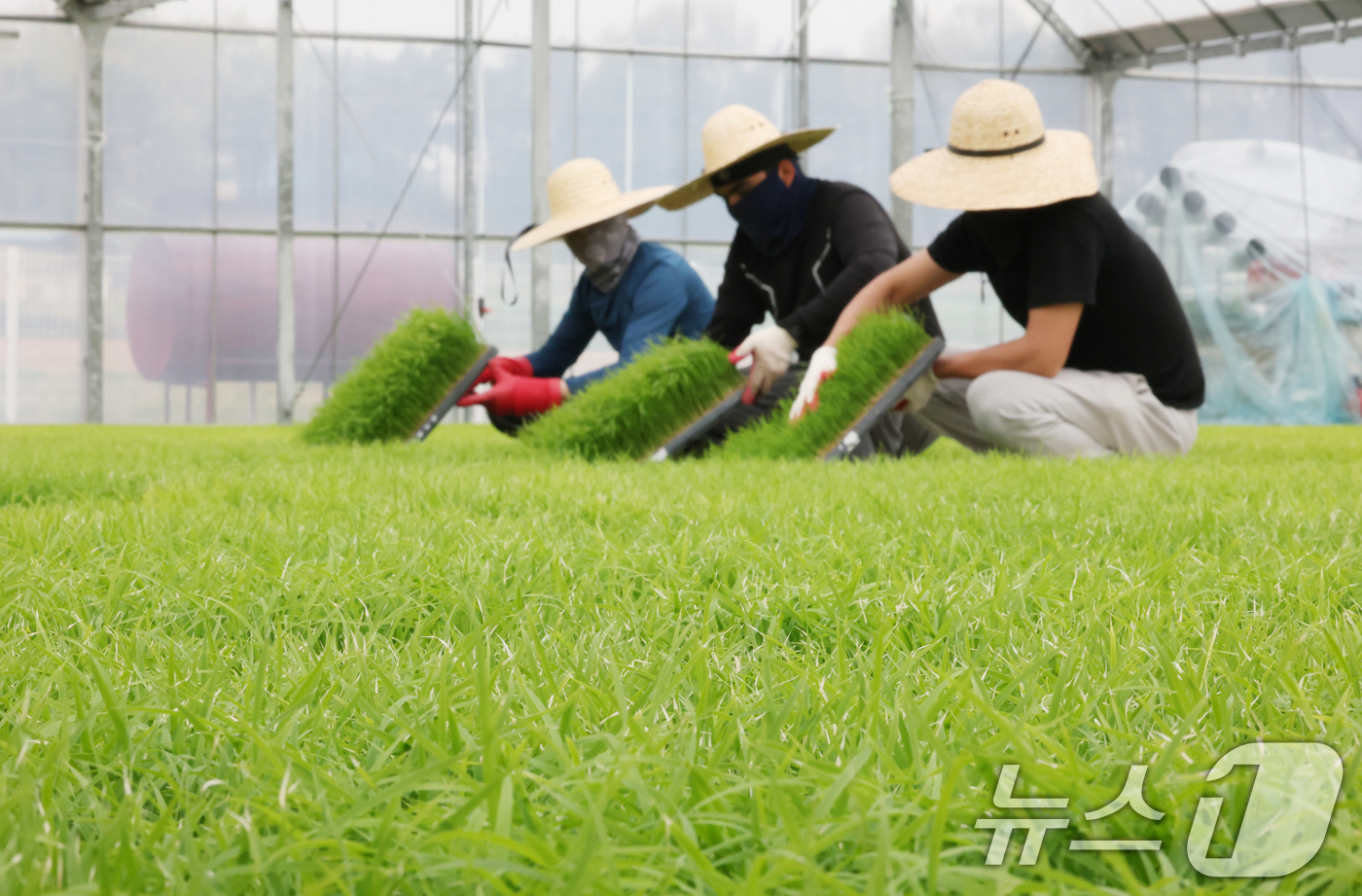 (이천=뉴스1) 김영운 기자 = 절기상 곡우(穀雨)인 20일 경기 이천시 대월면 대월농협공동육묘장에서 관계자들이 볏모가 자라나고 있는 모판을 살펴보고 있다. 2026.4.20/뉴스 …