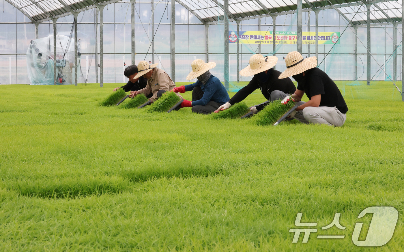 (이천=뉴스1) 김영운 기자 = 절기상 곡우(穀雨)인 20일 경기 이천시 대월면 대월농협공동육묘장에서 관계자들이 볏모가 자라나고 있는 모판을 살펴보고 있다. 2026.4.20/뉴스 …