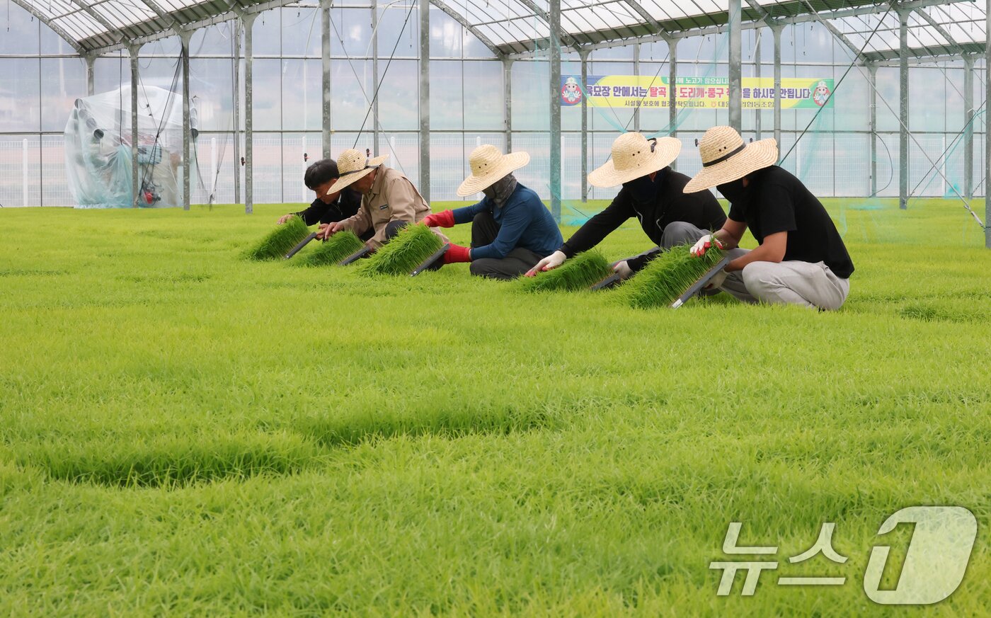 본문 이미지 - 절기상 곡우(穀雨)인 20일 경기 이천시 대월면 대월농협공동육묘장에서 관계자들이 볏모가 자라나고 있는 모판을 살펴보고 있다. 2026.4.20 ⓒ 뉴스1 김영운 기자