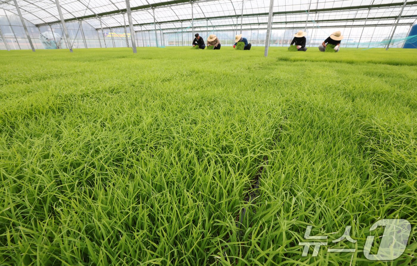 본문 이미지 - 절기상 곡우(穀雨)인 20일 경기 이천시 대월면 대월농협공동육묘장에서 관계자들이 볏모가 자라나고 있는 모판을 살펴보고 있다. 2026.4.20 ⓒ 뉴스1 김영운 기자
