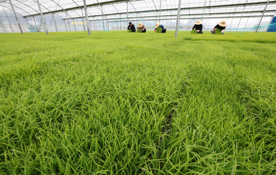 쑥쑥 자라나는 볏모