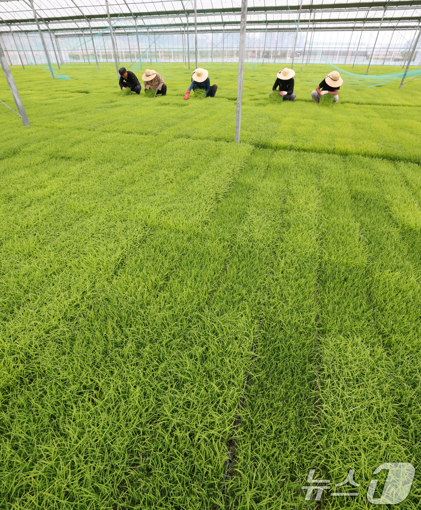 (이천=뉴스1) 김영운 기자 = 절기상 곡우(穀雨)인 20일 경기 이천시 대월면 대월농협공동육묘장에서 관계자들이 볏모가 자라나고 있는 모판을 살펴보고 있다. 2026.4.20/뉴스 …