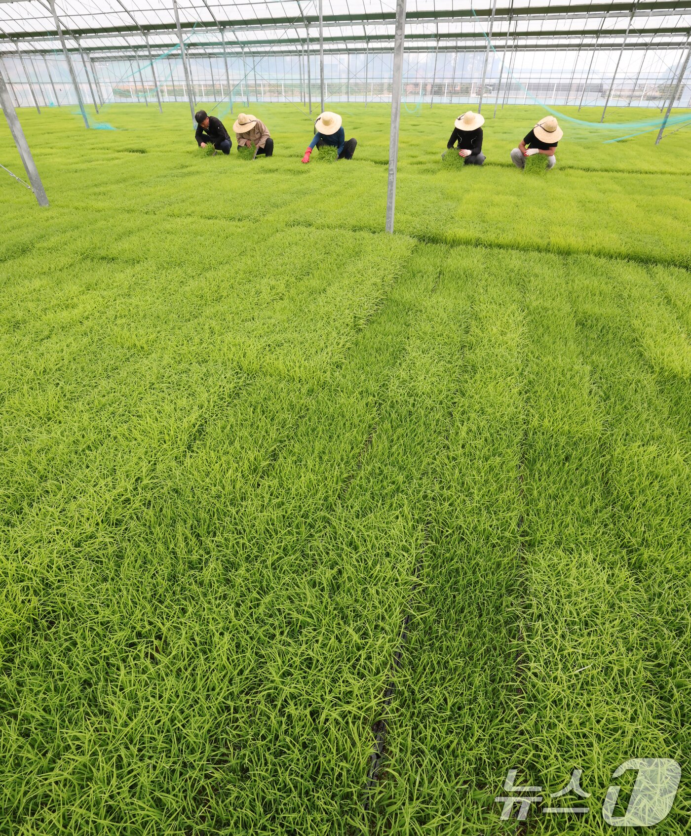 본문 이미지 - 절기상 곡우(穀雨)인 20일 경기 이천시 대월면 대월농협공동육묘장에서 관계자들이 볏모가 자라나고 있는 모판을 살펴보고 있다. 2026.4.20 ⓒ 뉴스1 김영운 기자
