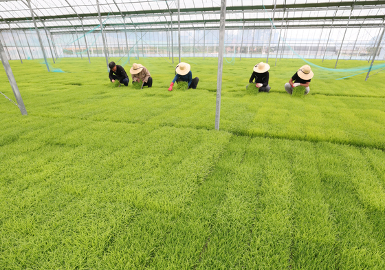 쑥쑥 자라나는 볏모