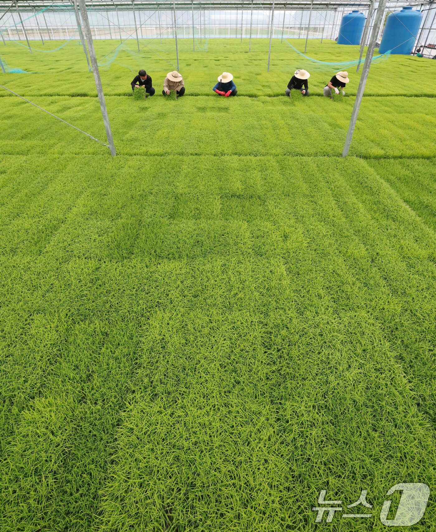 본문 이미지 - 절기상 곡우(穀雨)인 20일 경기 이천시 대월면 대월농협공동육묘장에서 관계자들이 볏모가 자라나고 있는 모판을 살펴보고 있다. 2026.4.20 ⓒ 뉴스1 김영운 기자