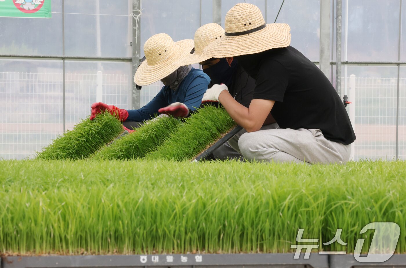 본문 이미지 - 절기상 곡우(穀雨)인 20일 경기 이천시 대월면 대월농협공동육묘장에서 관계자들이 볏모가 자라나고 있는 모판을 살펴보고 있다. ⓒ 뉴스1 김영운 기자