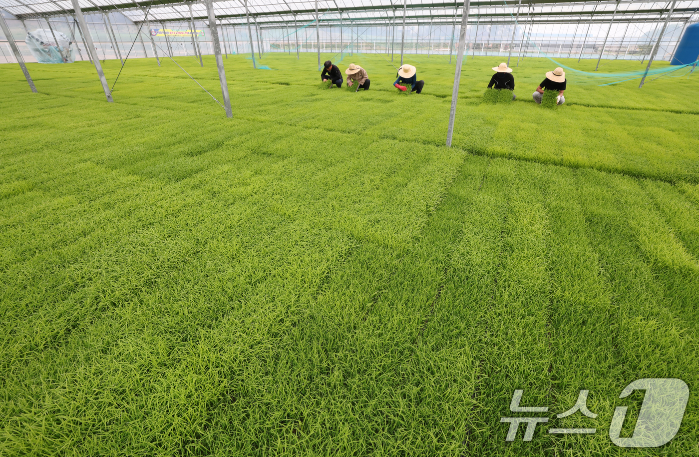 (이천=뉴스1) 김영운 기자 = 절기상 곡우(穀雨)인 20일 경기 이천시 대월면 대월농협공동육묘장에서 관계자들이 볏모가 자라나고 있는 모판을 살펴보고 있다. 2026.4.20/뉴스 …