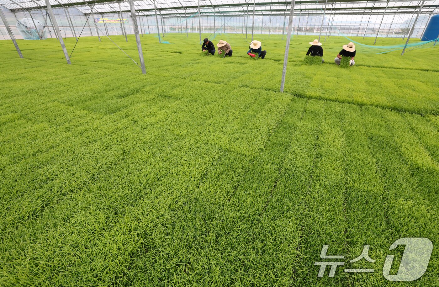 본문 이미지 - 절기상 곡우(穀雨)인 20일 경기 이천시 대월면 대월농협공동육묘장에서 관계자들이 볏모가 자라나고 있는 모판을 살펴보고 있다. 2026.4.20 ⓒ 뉴스1 김영운 기자