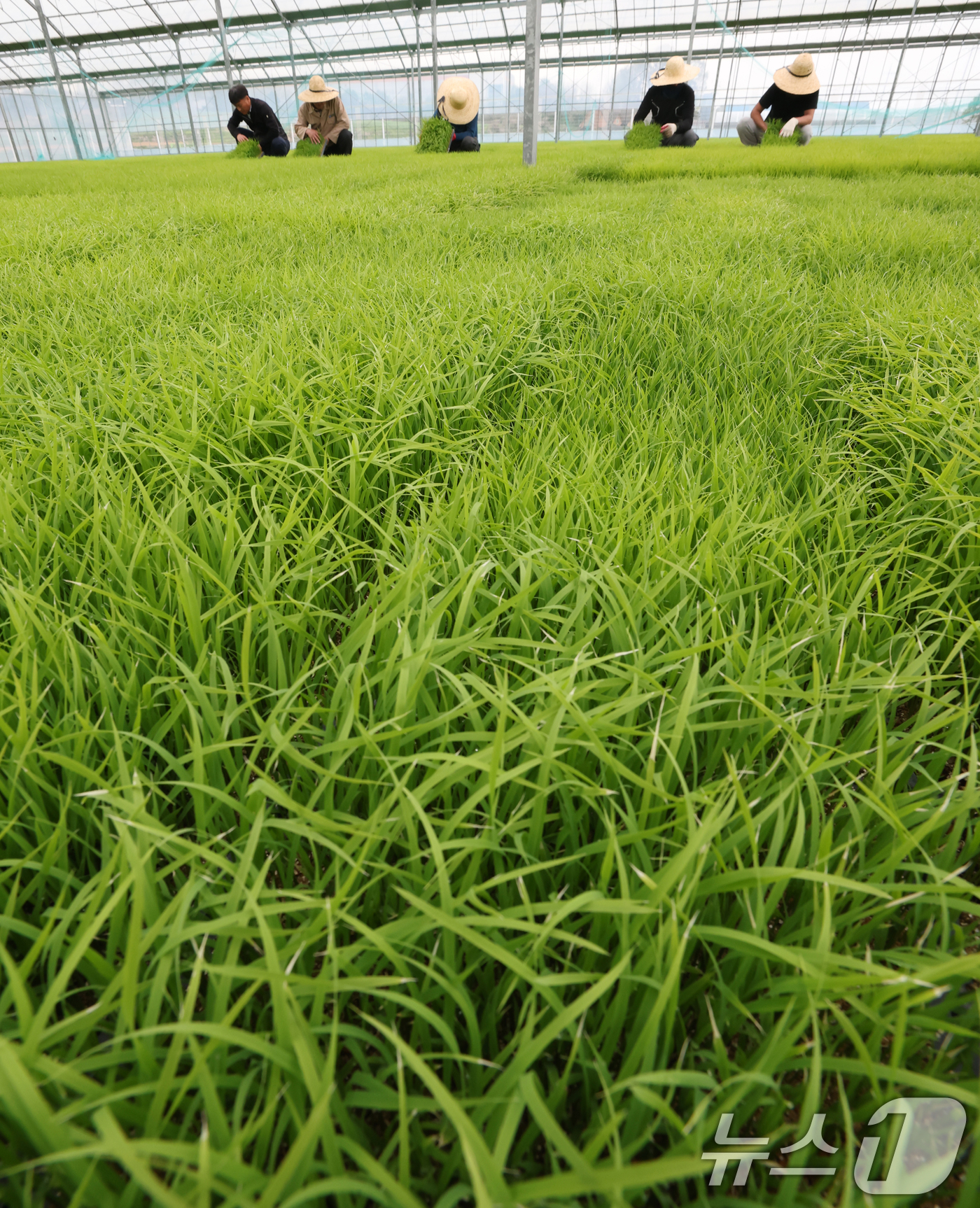 (이천=뉴스1) 김영운 기자 = 절기상 곡우(穀雨)인 20일 경기 이천시 대월면 대월농협공동육묘장에서 관계자들이 볏모가 자라나고 있는 모판을 살펴보고 있다. 2026.4.20/뉴스 …