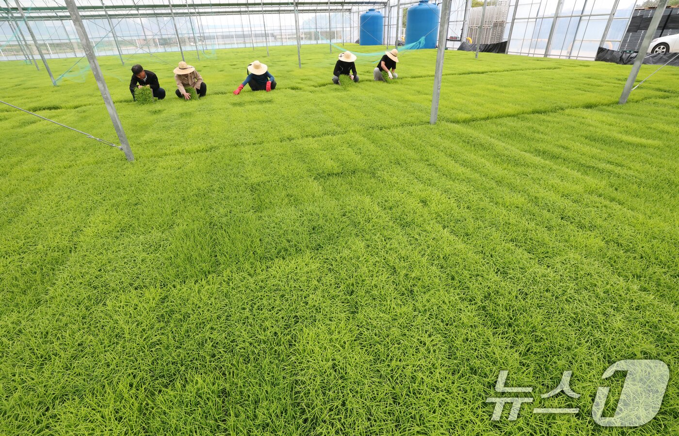 본문 이미지 - 절기상 곡우(穀雨)인 20일 경기 이천시 대월면 대월농협공동육묘장에서 관계자들이 볏모가 자라나고 있는 모판을 살펴보고 있다. 2026.4.20 ⓒ 뉴스1 김영운 기자