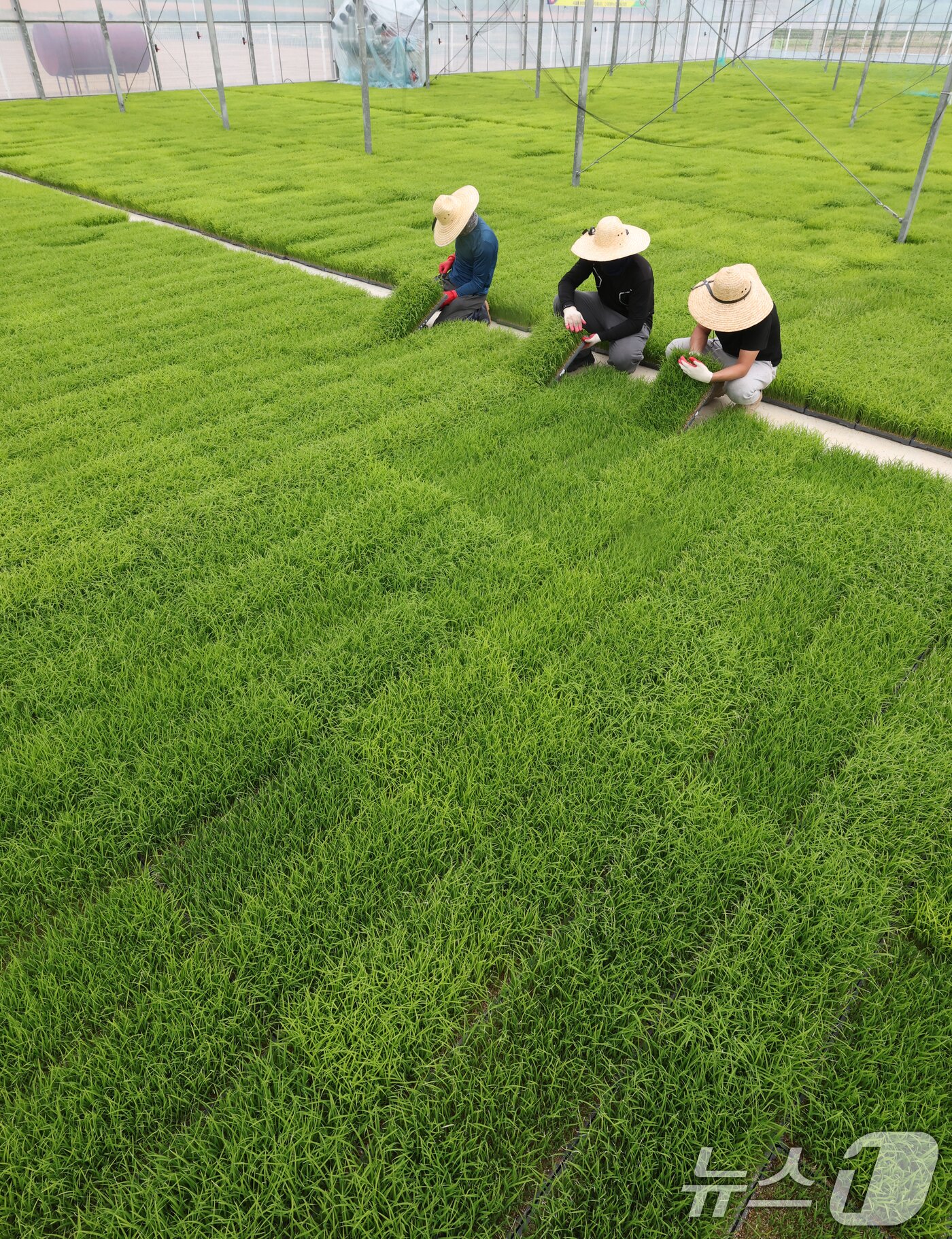 본문 이미지 - 절기상 곡우(穀雨)인 20일 경기 이천시 대월면 대월농협공동육묘장에서 관계자들이 볏모가 자라나고 있는 모판을 살펴보고 있다. 2026.4.20 ⓒ 뉴스1 김영운 기자