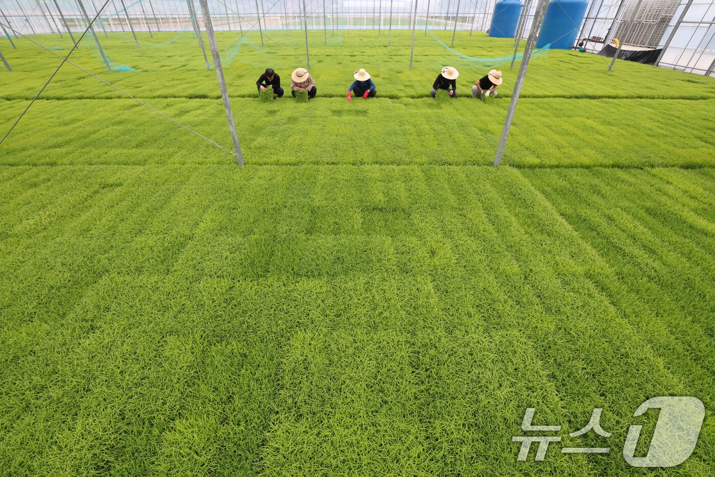 본문 이미지 - 절기상 곡우(穀雨)인 20일 경기 이천시 대월면 대월농협공동육묘장에서 관계자들이 볏모가 자라나고 있는 모판을 살펴보고 있다. 2026.4.20 ⓒ 뉴스1 김영운 기자