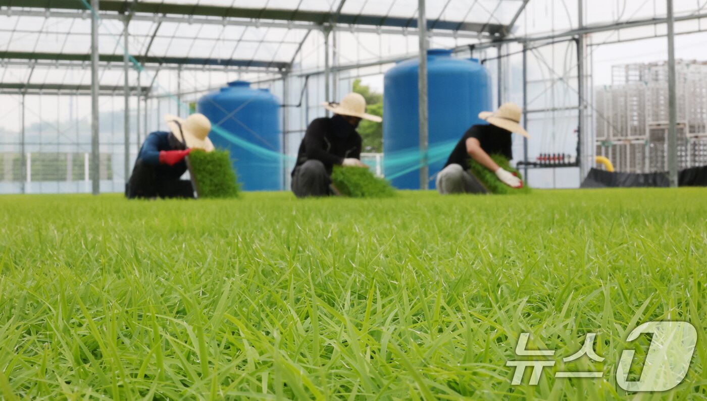 본문 이미지 - 절기상 곡우(穀雨)인 20일 경기 이천시 대월면 대월농협공동육묘장에서 관계자들이 볏모가 자라나고 있는 모판을 살펴보고 있다. 2026.4.20 ⓒ 뉴스1 김영운 기자