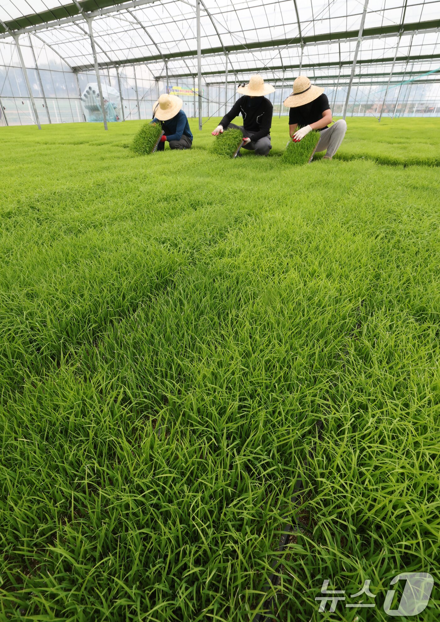 본문 이미지 - 절기상 곡우(穀雨)인 20일 경기 이천시 대월면 대월농협공동육묘장에서 관계자들이 볏모가 자라나고 있는 모판을 살펴보고 있다. 2026.4.20 ⓒ 뉴스1 김영운 기자