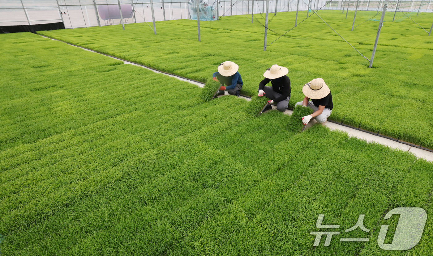 (이천=뉴스1) 김영운 기자 = 절기상 곡우(穀雨)인 20일 경기 이천시 대월면 대월농협공동육묘장에서 관계자들이 볏모가 자라나고 있는 모판을 살펴보고 있다. 2026.4.20/뉴스 …