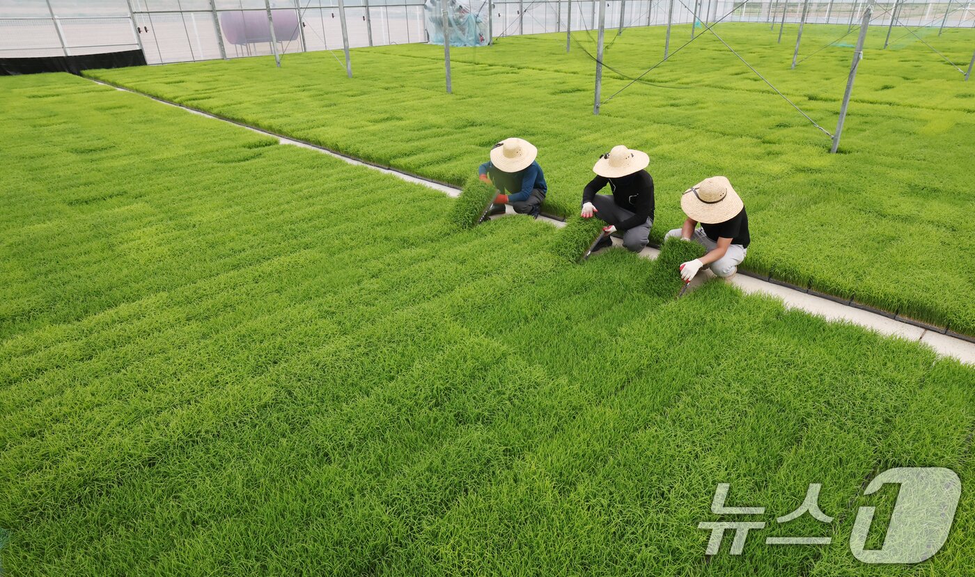 본문 이미지 - 절기상 곡우(穀雨)인 20일 경기 이천시 대월면 대월농협공동육묘장에서 관계자들이 볏모가 자라나고 있는 모판을 살펴보고 있다. 2026.4.20 ⓒ 뉴스1 김영운 기자