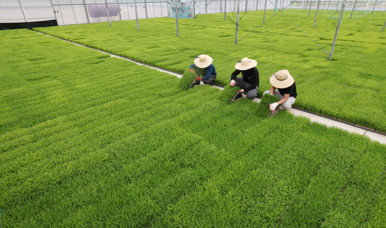 절기상 곡우, 모판 정리