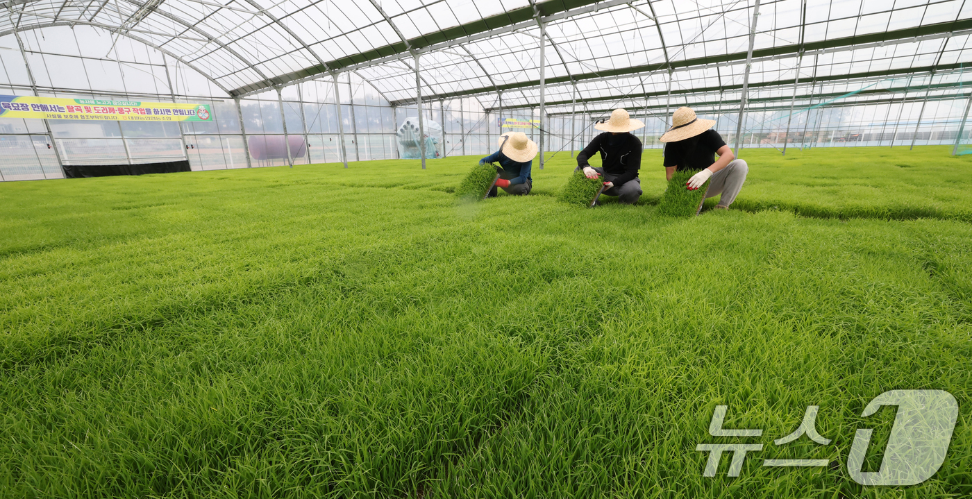 (이천=뉴스1) 김영운 기자 = 절기상 곡우(穀雨)인 20일 경기 이천시 대월면 대월농협공동육묘장에서 관계자들이 볏모가 자라나고 있는 모판을 살펴보고 있다. 2026.4.20/뉴스 …