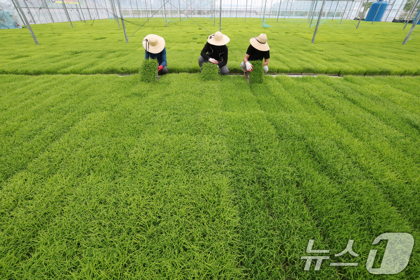(이천=뉴스1) 김영운 기자 = 절기상 곡우(穀雨)인 20일 경기 이천시 대월면 대월농협공동육묘장에서 관계자들이 볏모가 자라나고 있는 모판을 살펴보고 있다. 2026.4.20/뉴스 …