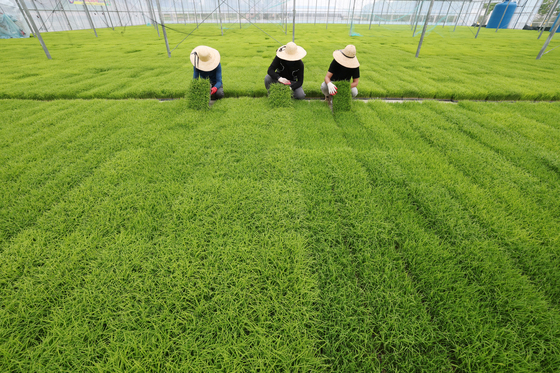 모판 살펴보는 관계자들