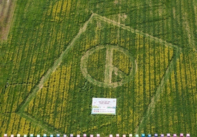 전국 최대 기표모양 유채꽃밭