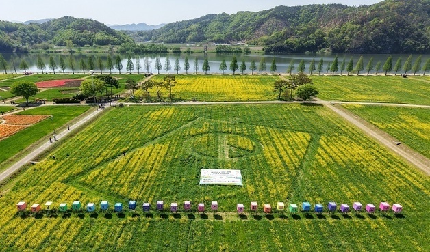 전국 최대 기표모양 유채꽃밭