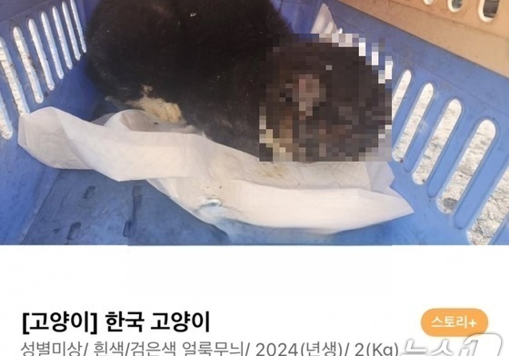 대전서 길고양이 얼굴 화상 입혀 학대한 70대 영장