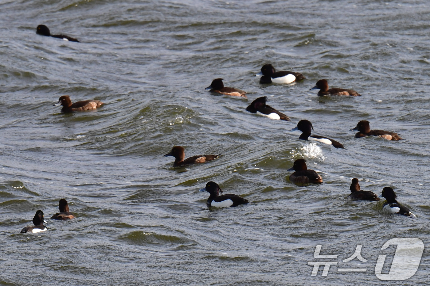 (포항=뉴스1) 최창호 기자 = 21일 경북 포항시 남구 연일읍 형산강에서 댕기흰죽지들이 먹잇감을 찾아 파도를 넘어가고 있다.  2026.4.21/뉴스1