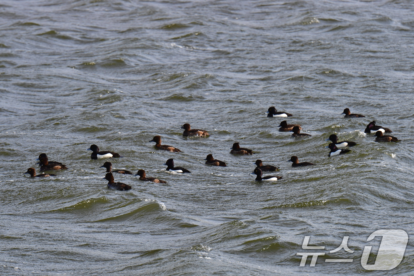 (포항=뉴스1) 최창호 기자 = 21일 경북 포항시 남구 연일읍 형산강에서 댕기흰죽지들이 먹잇감을 찾아 파도를 넘어가고 있다. 2026.4.21/뉴스1