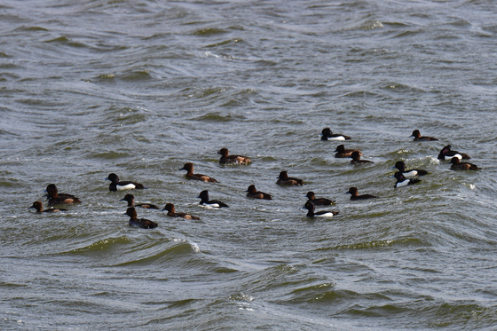 파도치는 형산강