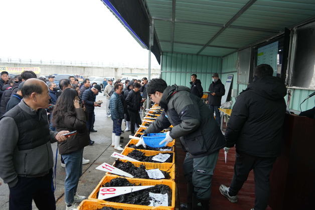 서천군 물김 양식 생산 마무리…지난해 생산·위판액 비슷