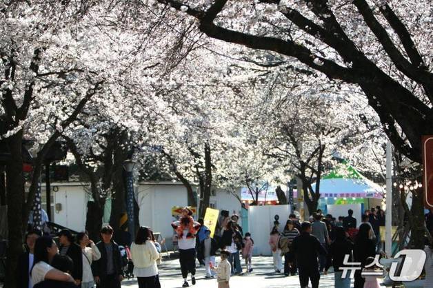 "내년에 또 오세요"…제천 청풍호 벚꽃축제 21만명 방문