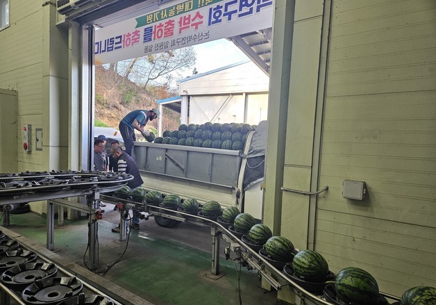 논산시 고당도 '육군병장 수박' 첫출하…전국 소비자 입맛 정조준