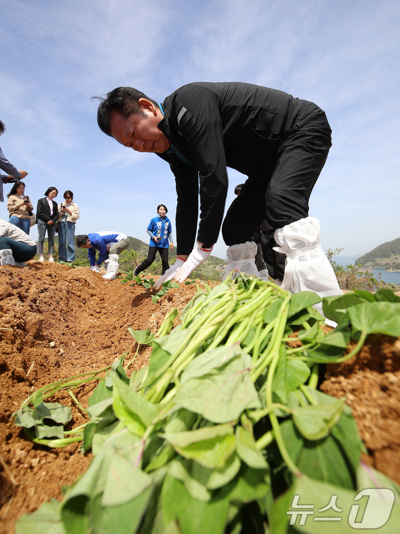 (통영=뉴스1) 윤일지 기자 = 정청래 더불어민주당 대표가 21일 오후 경남 통영 욕지도 한 고구마 재배 현장을 찾아 고구마 순을 심고 있다.  2026.4.21/뉴스1