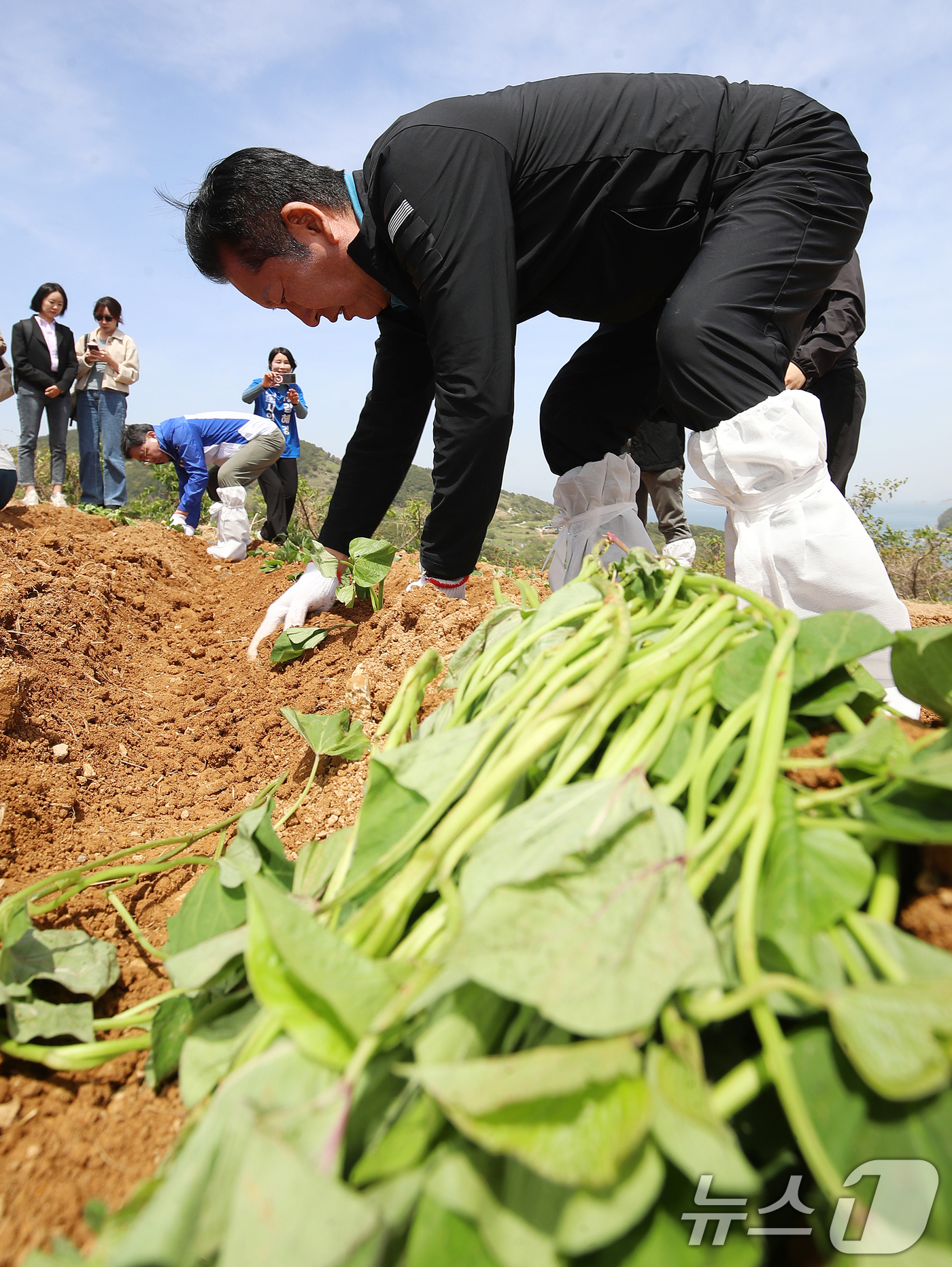 (통영=뉴스1) 윤일지 기자 = 정청래 더불어민주당 대표가 21일 오후 경남 통영 욕지도 한 고구마 재배 현장을 찾아 고구마 순을 심고 있다.  2026.4.21/뉴스1